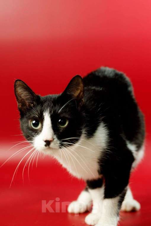 Кошки в Москве: Гаянэ, кошка- антидепрессант Девочка, Бесплатно - фото 10