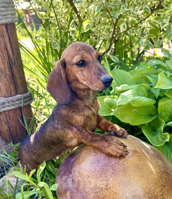 Собаки в Москве: Шикарная Тигровая кроличья девочка кролик  Девочка, 90 000 руб. - фото 10