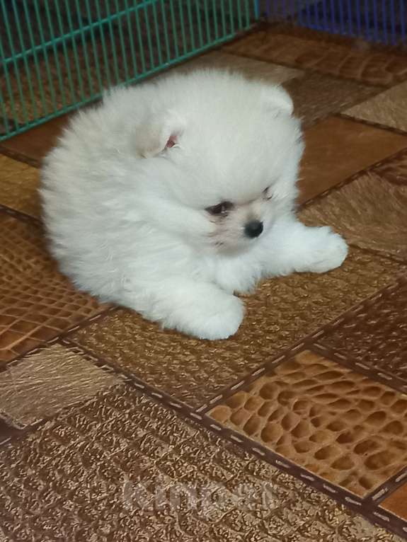 Собаки в Екатеринбурге: Очаровательная Леди Девочка, Бесплатно - фото 2