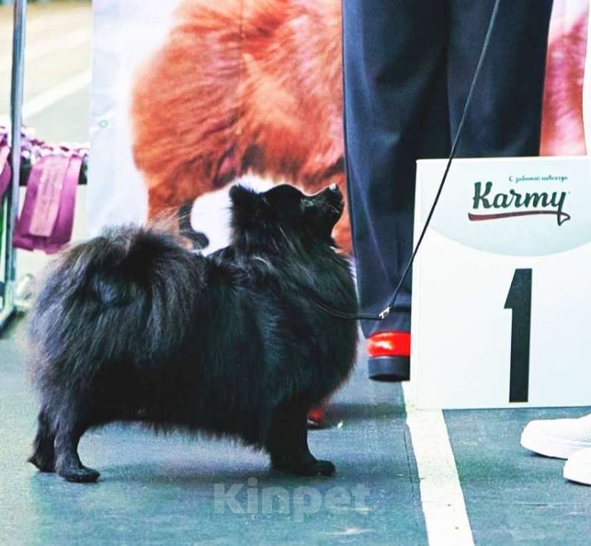 Собаки в Челябинске: Подросток шпица Мальчик, 28 000 руб. - фото 4