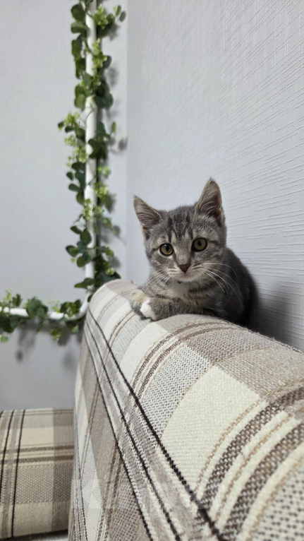 Кошки в Москве: пристрою котёнка Девочка, Бесплатно - фото 4
