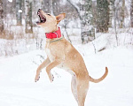 Собаки в Красноармейске: Активная собака ищет активных хозяев! Девочка, 1 руб. - фото 3