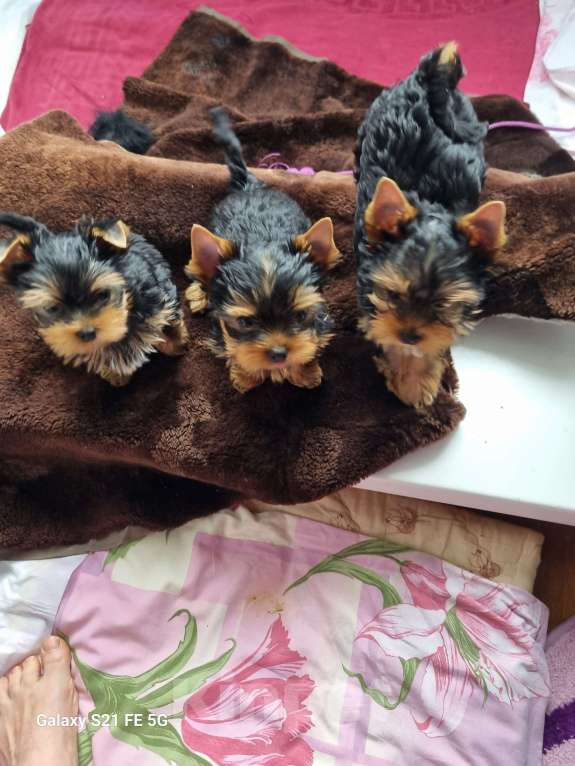 Собаки в Красноярске: Оскар Мальчик, 30 000 руб. - фото 7