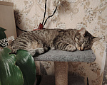 Кошки в Ангарске: Потерялась кошка Девочка, Бесплатно - фото 2