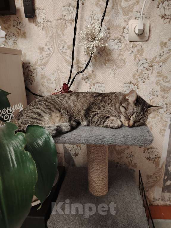 Кошки в Ангарске: Потерялась кошка Девочка, Бесплатно - фото 2