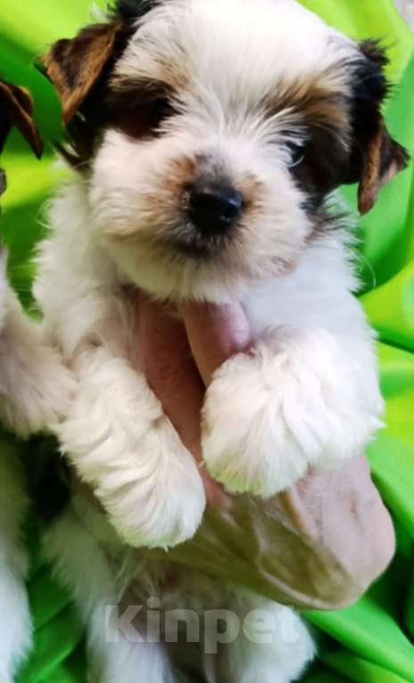 Собаки в Наро-Фоминске: Щенки Бивер-Йорка Мальчик, 45 000 руб. - фото 2