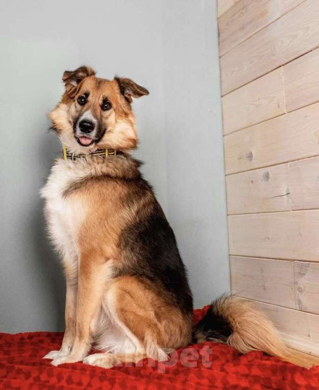 Собаки в Москве: Пёс вашей мечты Леонид! Собака-компаньон в дар Мальчик, 1 руб. - фото 6