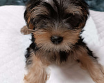 Собаки в Иркутске: Продажа щенка Йоркширский терьер  Девочка, 25 000 руб. - фото 1