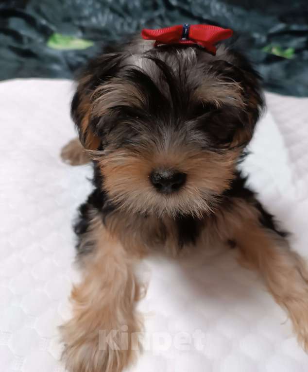 Собаки в Иркутске: Продажа щенка Йоркширский терьер  Девочка, 25 000 руб. - фото 1