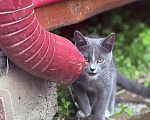 Кошки в Подольске: Отдам котенка в добрые руки Девочка, Бесплатно - фото 2