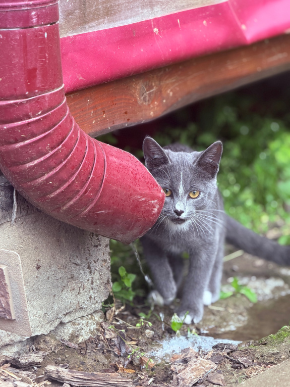Кошки в Подольске: Отдам котенка в добрые руки Девочка, Бесплатно - фото 2