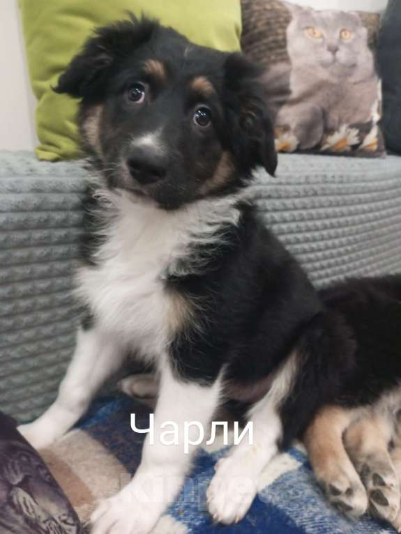 Собаки в других городах Московской области: Щенок в добрые руки Мальчик, Бесплатно - фото 8