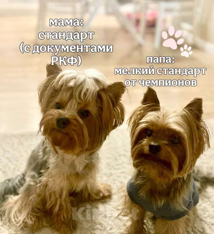 Собаки в Новосибирске: Предлагается бронирование щенка, рождена 25.02.25  Девочка, 25 000 руб. - фото 3