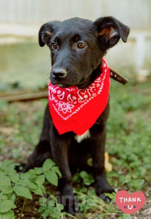 Собаки в Москве: Щенок 4 месяца метис лабрадора  Девочка, Бесплатно - фото 4