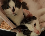 Кошки в Жуковском: Котенок девочка Семечка Девочка, Бесплатно - фото 7