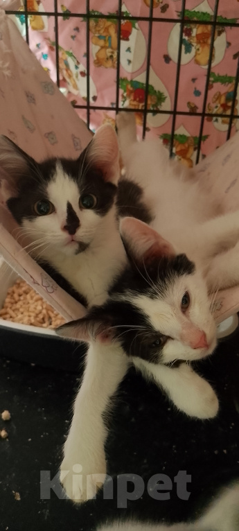 Кошки в Жуковском: Котенок девочка Семечка Девочка, Бесплатно - фото 7