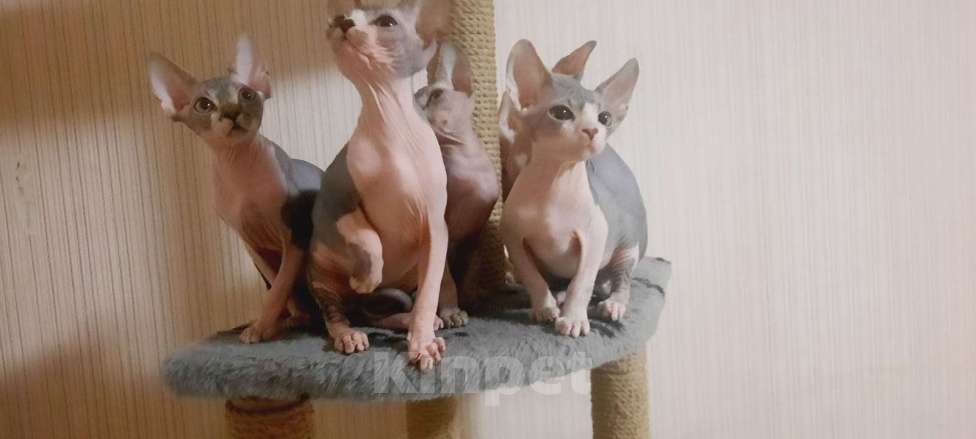 Кошки в Москве: Котята Канадского сфинкса, ласковые, игривые, замечательные  Девочка, Бесплатно - фото 8