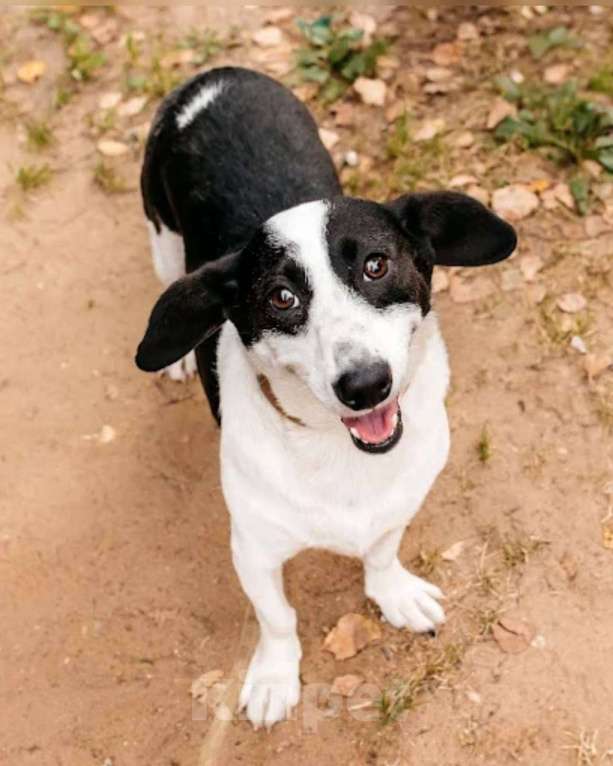 Собаки в других городах Московской области: Ищу дом маленькой паре Девочка, Бесплатно - фото 2