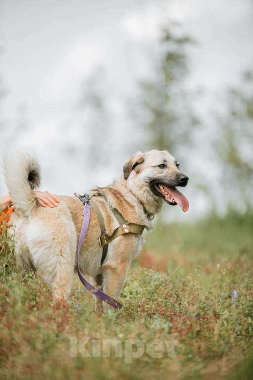 Собаки в Москве: Астра: Пусть Зажжется Ее Звезда! Девочка, Бесплатно - фото 3