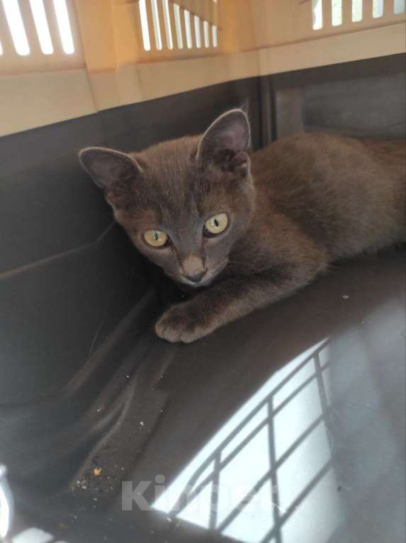 Кошки в Москве: Мурчалка котик Нико в дар Мальчик, Бесплатно - фото 3