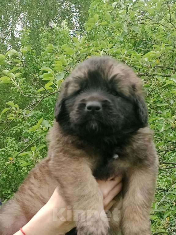 Собаки в Александрове: Щенок Леонбергер Мальчик, 100 000 руб. - фото 2