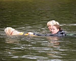 Собаки в Севастополе: Кобель голден ретривер вязка Мальчик, 20 000 руб. - фото 5
