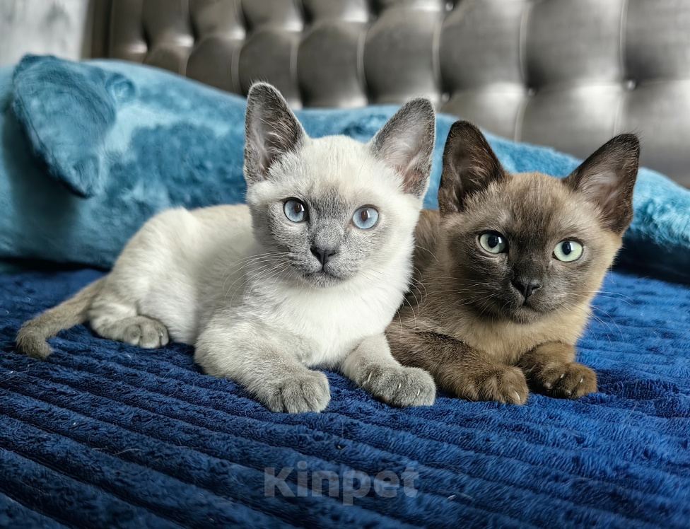 Кошки в Санкт-Петербурге: Тонкинские котята Мальчик, 80 000 руб. - фото 4