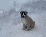 Собаки в других городах Московской области: среднеазиатская овчарка, щенок, алабай Мальчик, 80 000 руб. - фото 4