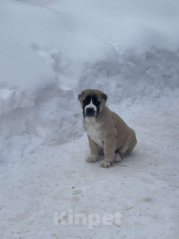 Собаки в других городах Московской области: среднеазиатская овчарка, щенок, алабай Мальчик, 80 000 руб. - фото 4