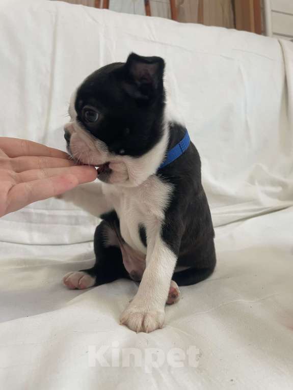 Собаки в других городах Ярославской области: Азарт Бостон-терьер Мальчик, 65 000 руб. - фото 3