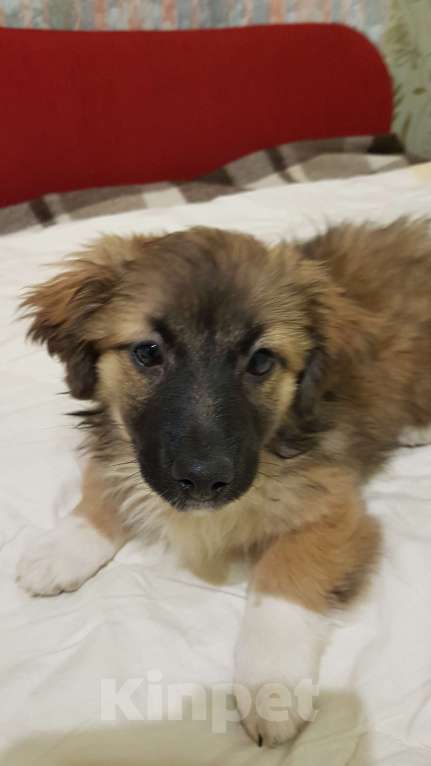 Собаки в Саке: Голландский Тюльпхонд-Спаниель Мальчик, Бесплатно - фото 2