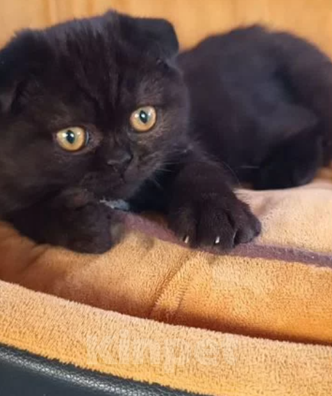 Кошки в Самаре: Шотландская Девочка, Бесплатно - фото 2