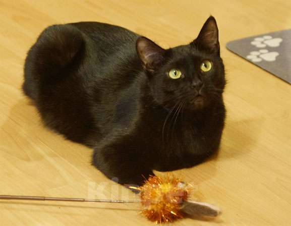 Кошки в Москве: Кошка Люси  в заботливые руки Девочка, Бесплатно - фото 4