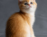 Кошки в Хабаровске: Британский котёнок золотая шиншилла ny 12 Девочка, 50 000 руб. - фото 6