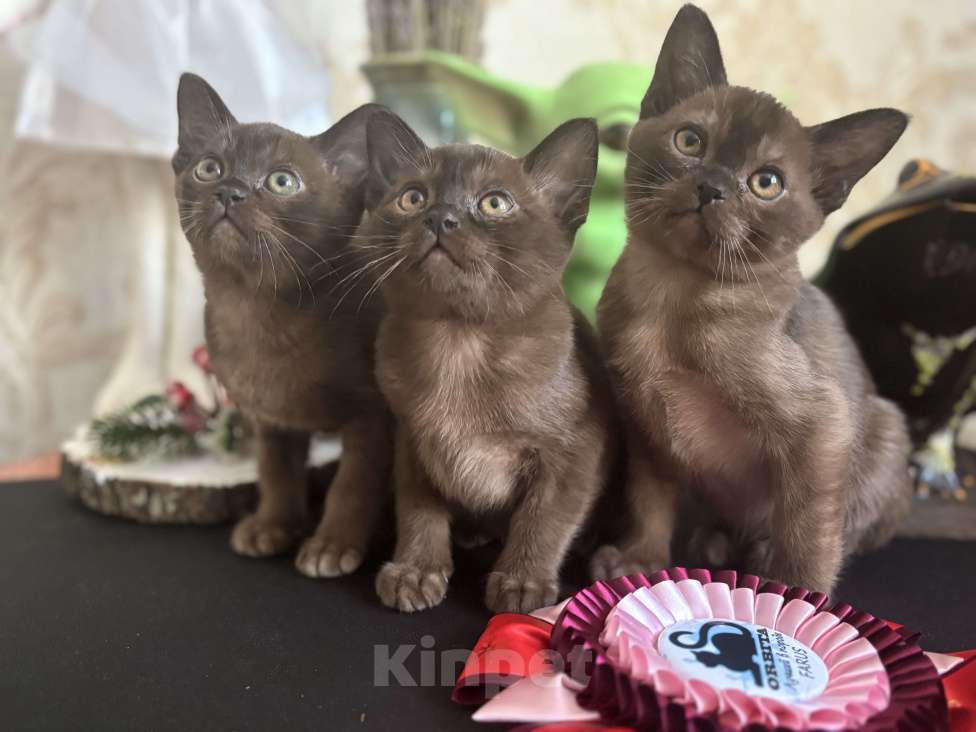 Кошки в Москве: Бурманская кошка соболиного окраса Девочка, 120 000 руб. - фото 8