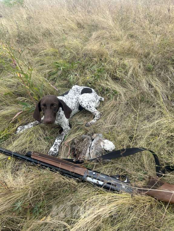 Собаки в Шахте: Щенки курцхара Девочка, 15 000 руб. - фото 8
