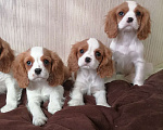 Собаки в Москве: Кавалер Кинг Чарльз спаниель Мальчики Мальчик, 80 000 руб. - фото 1
