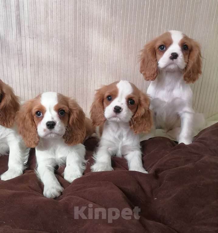 Собаки в Москве: Кавалер Кинг Чарльз спаниель Мальчики Мальчик, 80 000 руб. - фото 1