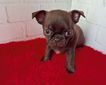 Собаки в Санкт-Петербурге: Шоколадный малыш Мальчик, 60 000 руб. - фото 3