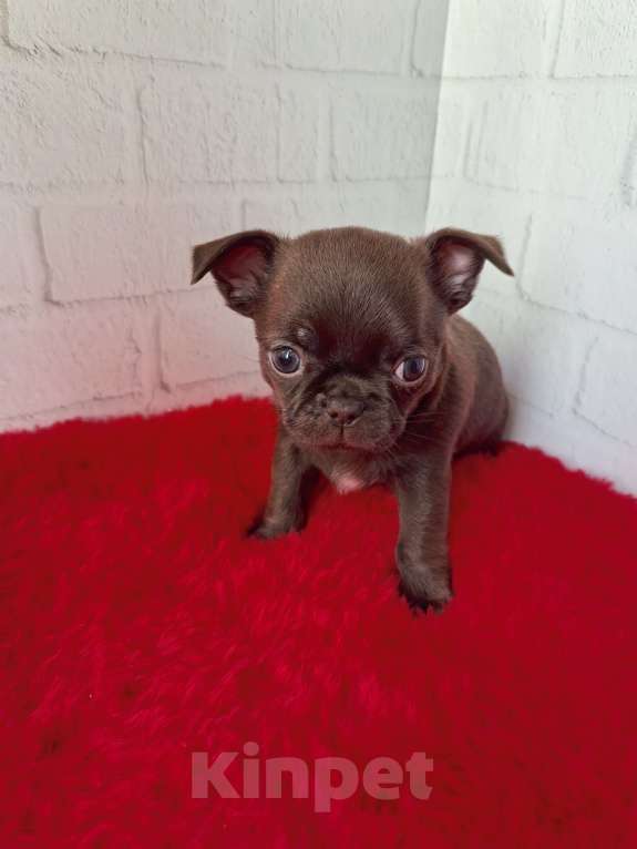 Собаки в Санкт-Петербурге: Шоколадный малыш Мальчик, 60 000 руб. - фото 3