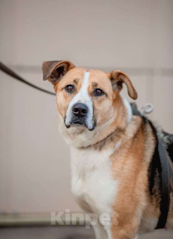 Собаки в Москве: Гаечка Девочка, Бесплатно - фото 9