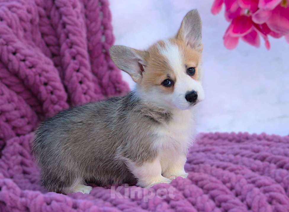 Собаки в других городах Московской области: сука вельш корги пемброк Девочка, 55 000 руб. - фото 4