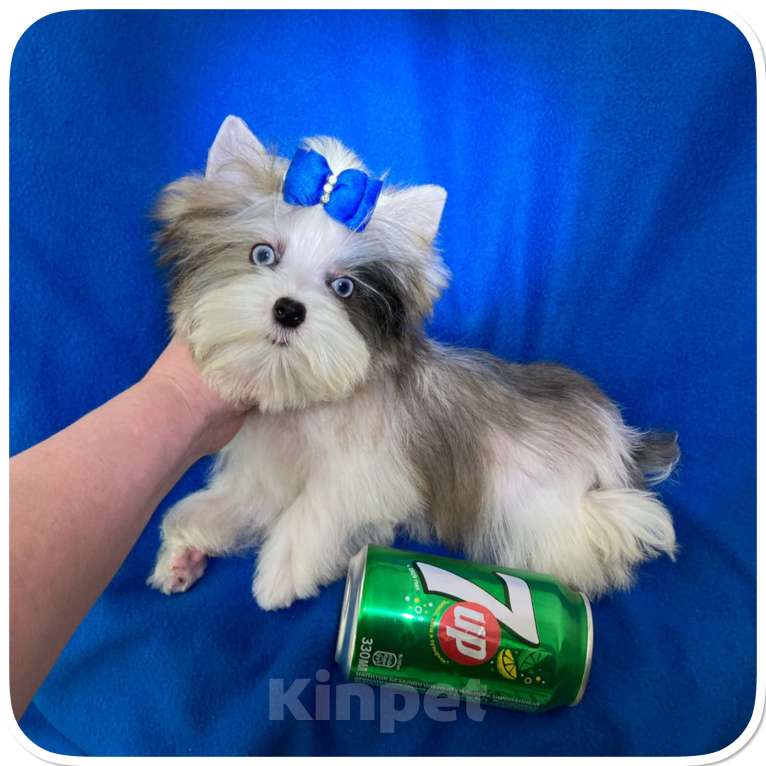 Собаки в Москве: Мраморный голубоглазый йорк мальчик мини Мальчик, 130 000 руб. - фото 5