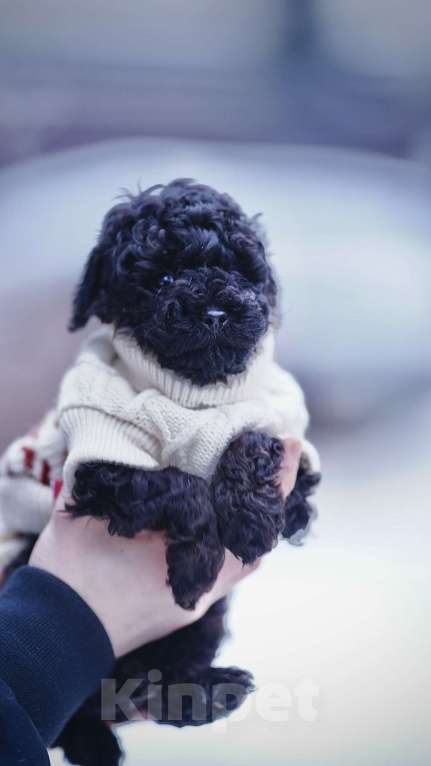 Собаки в Санкт-Петербурге: Щенки пуделя той/миниатюр  Девочка, Бесплатно - фото 5