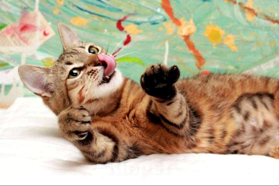 Кошки в Москве: Юная Алиса, сто полосок и розовый носик. Кошка в добрые руки. Девочка, Бесплатно - фото 6