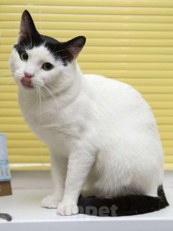 Кошки в Москве: Котик с сердечком 💗 Мальчик, 50 руб. - фото 2