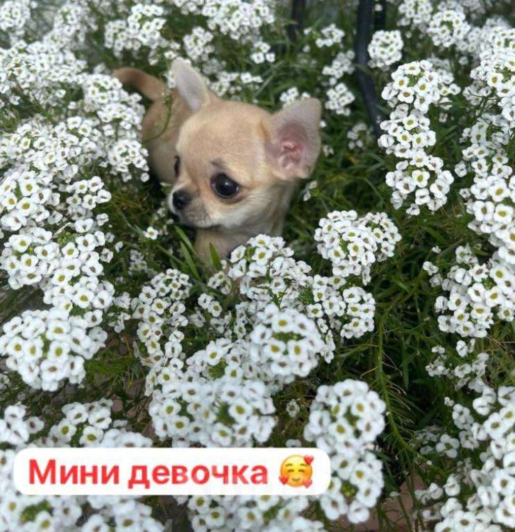 Собаки в Барнауле: Милашка Чихуахуа Девочка, Бесплатно - фото 1