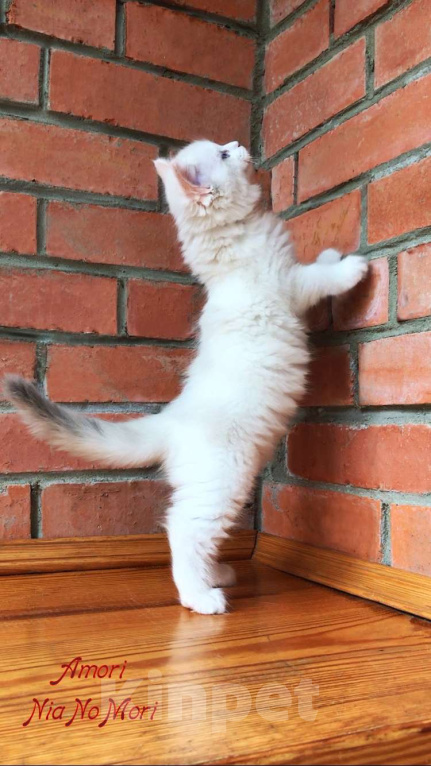 Кошки в Москве: Котёнок девочка породы Рэгдолл - Amori Девочка, 90 000 руб. - фото 2