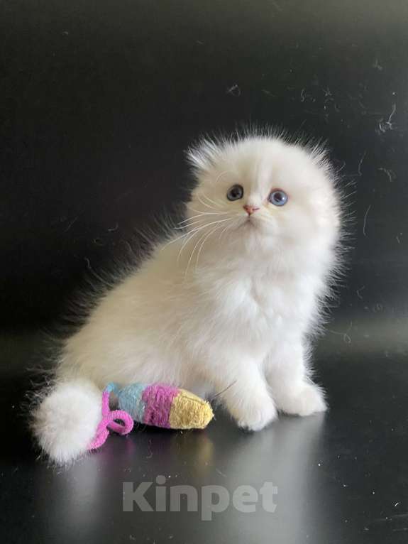 Кошки в Москве: Хайленды Мальчик, 65 000 руб. - фото 3