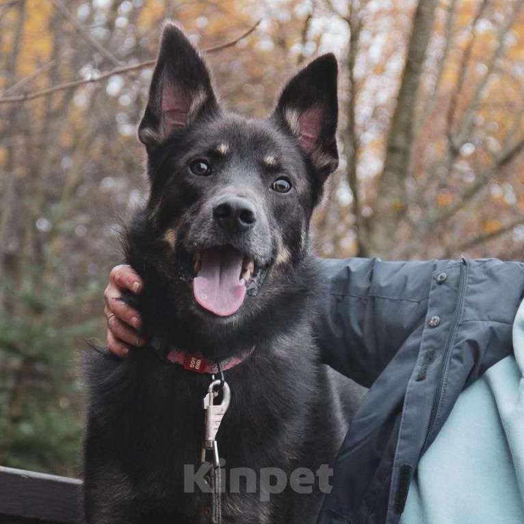 Собаки в Зеленограде: Арчи ищет дом Мальчик, Бесплатно - фото 1